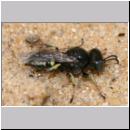 Oxybelus bipunctatus - Fliegenspiesswespe m08 5mm Sandgrube Niedringhaussee.jpg